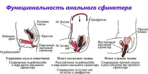Симптоматика спазма сфинктера заднего прохода Симптомы