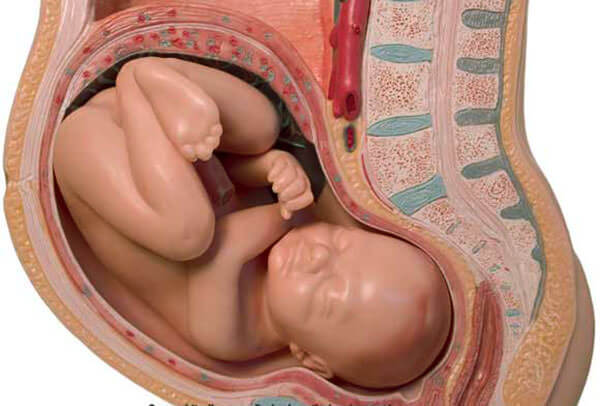 Причиной развития геморроя может стать беременность