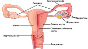 Почему болит задний проход во время месячных Почему болит задний проход во время месячных