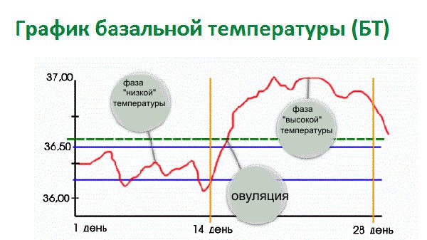 График базальной температуры